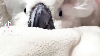 Parrot Seelp Time