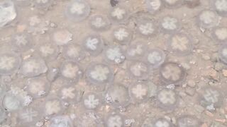 Walking along the shore and stumbled upon hundreds of moon jellyfish... 🤯🌊