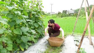Cucumber Planting and Harvesting (काकड्यांच्या लागवडीचा आणि काढणीचा)