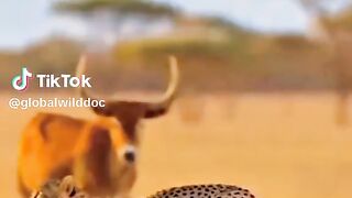 Animal world 5