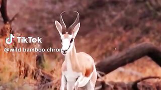 Animal world 6