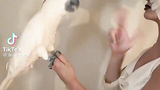 Parrot Love 2
