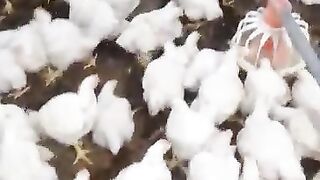 How the poultry farming is being done