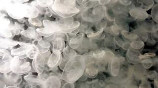 Large Colony of Transparent Moon Jellyfish Swimming in Aquarium 4K Vertical