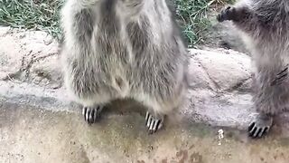 Funny animals 10 2