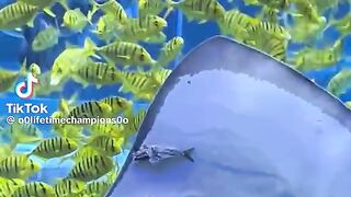 Star Fish Eating Small Fish