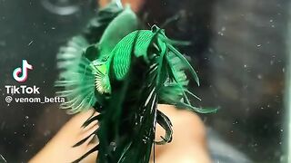 Green King fish