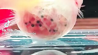The Miracle of Life Under 15 Seconds!
