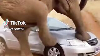 elephant attack1