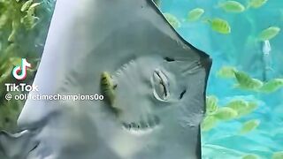 Sea life 6
