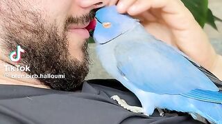 Cute Parrot 4