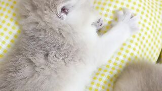 This Cat Is Too Cute to Handle! 😻🐱