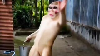 Monkey video 6