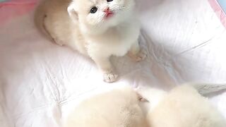 The Funniest Cat Moment Ever! 😂🐱