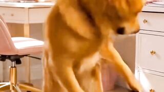 Dog Dance video