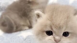 This Little Cat Will Make Your Day! 🐱❤️