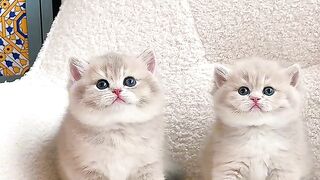 A Cat's Most Adorable Little Adventure! 🐱✨