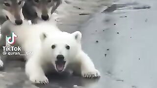 So Cute White Bear Stroy