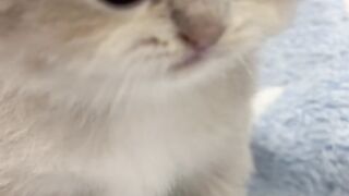 This Cat's Reaction Is Absolutely Priceless! 😹🐱