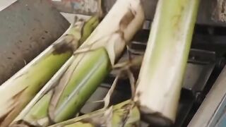 Turning waste banana sterm to money.