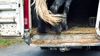Big horse 2