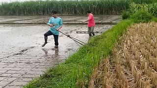 Mengolah Lahan Sawah