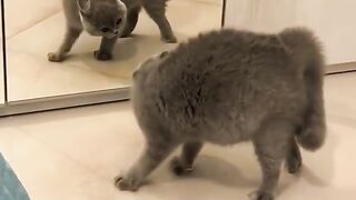 Cat Unexpected Moment
