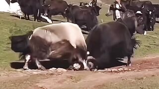 Two Giant Yaks CLASH in Epic Grassland Showdown! 🐂⚔️