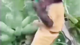 Pantesan pisang pada hilang gak ada