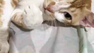 cat core 7