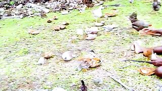 Feeding chickens