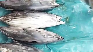 Our catch last night