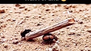 Pushpa Raj jhuka ga nhi