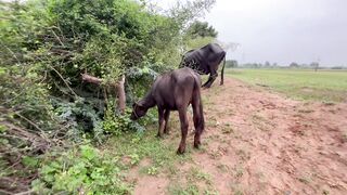 Indian buffaloes and beautiful view