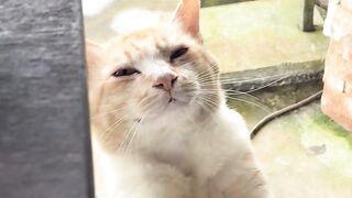 This cat begs to be fed well