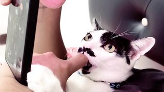 Have cute children who are always pampered 😹
