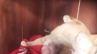 WELCOME LITTLE KITTEN