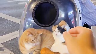 Cat Fighting for 😂Food🤣