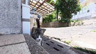 Cats gathered at their favorite spot; when I petted them, they all came over to snuggle up to me.