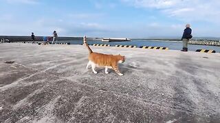 I said hello to a cat taking a walk by the seaside, and got the best reaction!