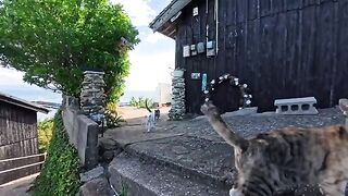 At this café up the hill on the island, the entire cat staff turns out to lure customers in—it’s absolutely wild!