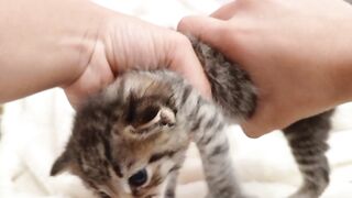 Waawww, what happened to the kitten