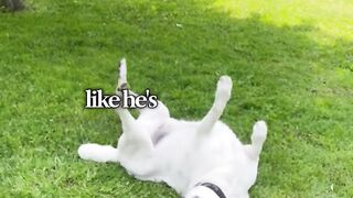 🐶😂 When Your Dog Thinks He’s the Boss!
