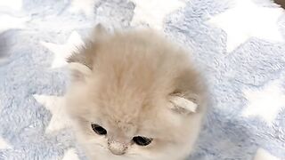 When This Cat Discovers Something New! 😻🐾