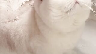 The Cutest Cat Just Made My Day! 😻🐾