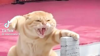 Karate kat...