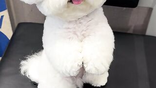 The Cutest Dog Just Made My Day! 🐶❤️