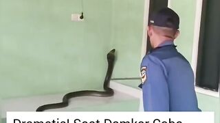 Expertos en víboras venenosas