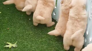 When Your Dog Has Too Much Energy! 😂🐶