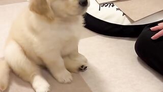 This Dog's Reaction Is Absolutely Priceless! 😂🐶